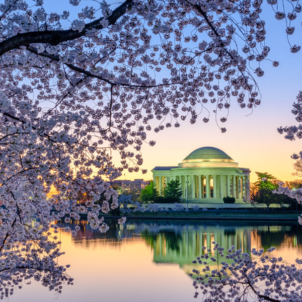 Washington, D.C. cherry blossoms